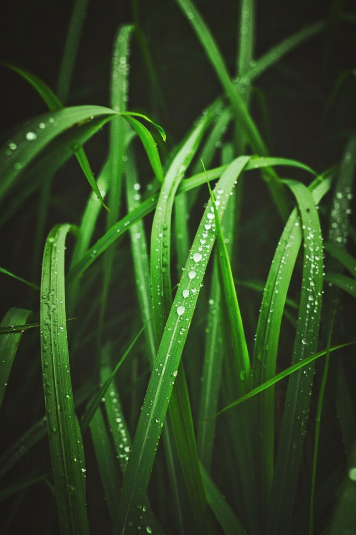 nature