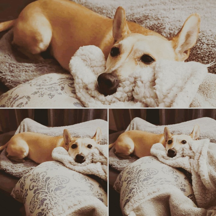 Luna the dog
