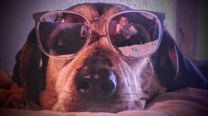 Dog and a few other things..