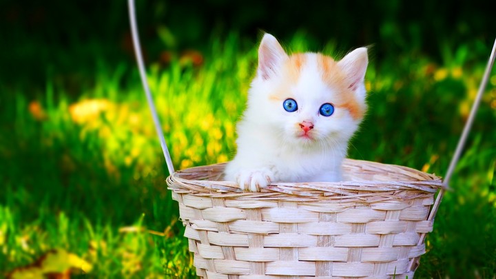 cute