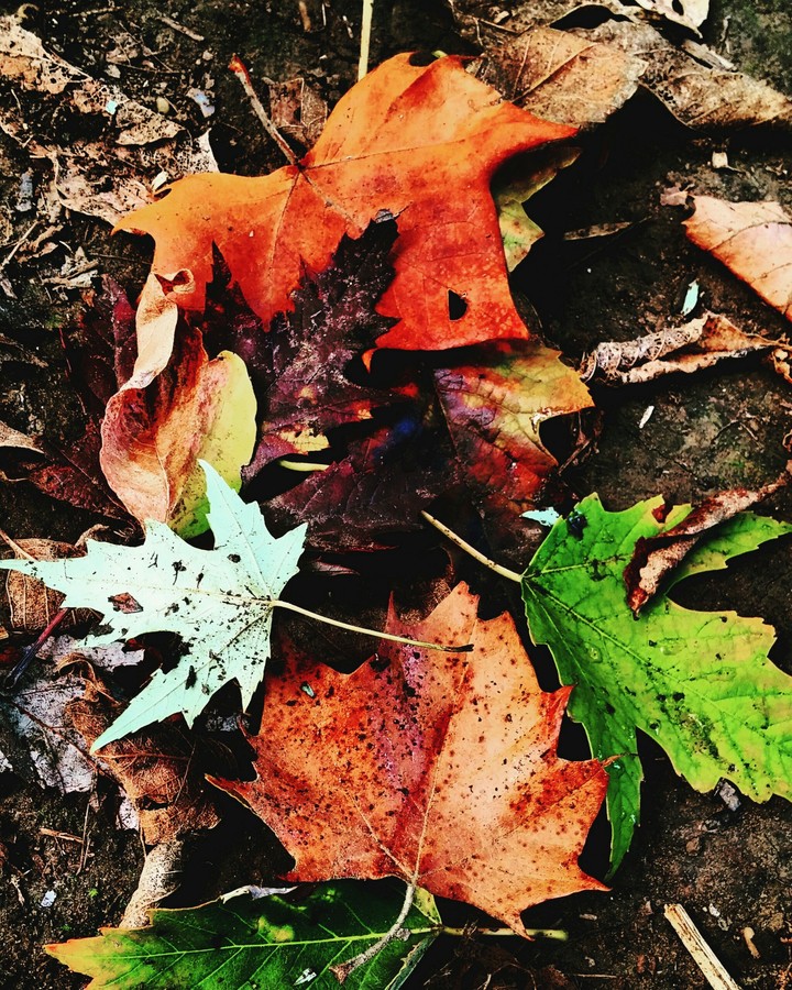 Autumn