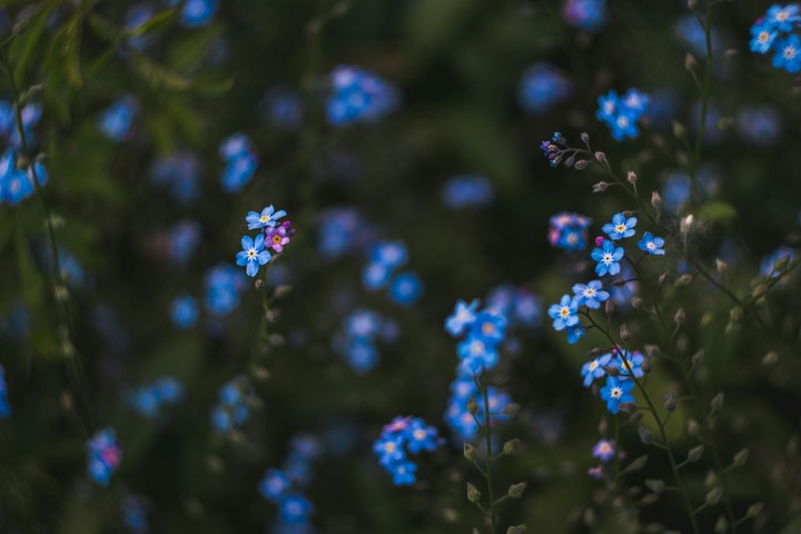 Spring flowers
