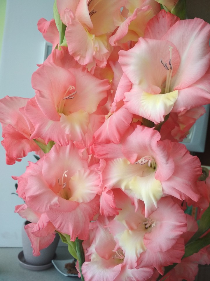 flowers
