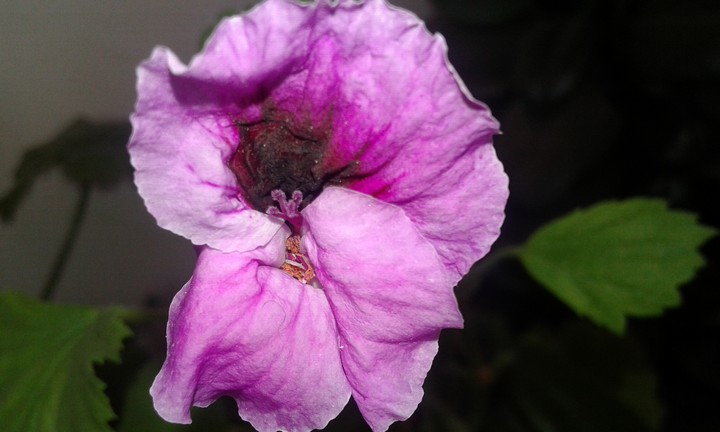 purple flower