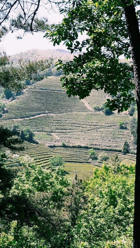 #farm #green tea #south korea