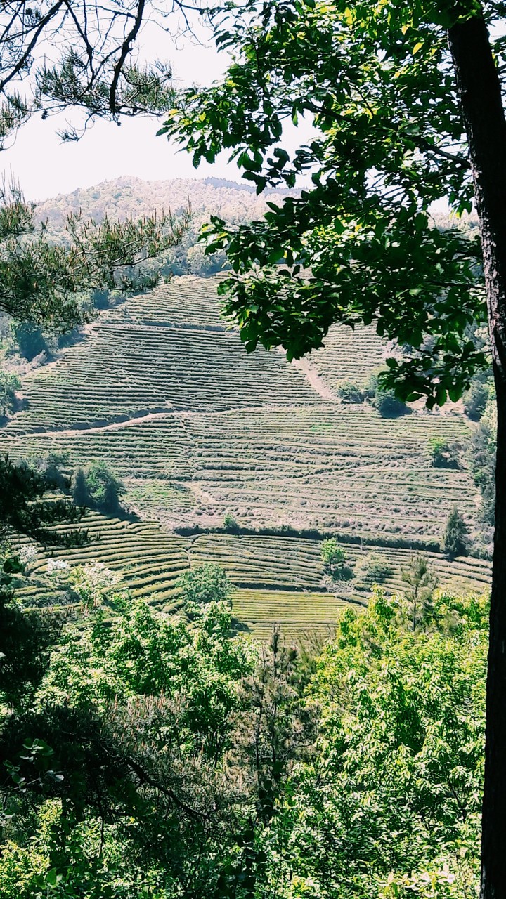 #farm  #green tea  #south korea
