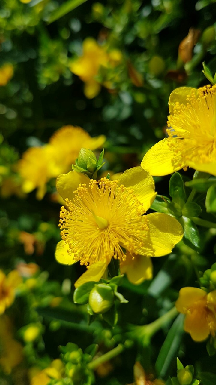 yellow flower