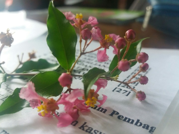 flower