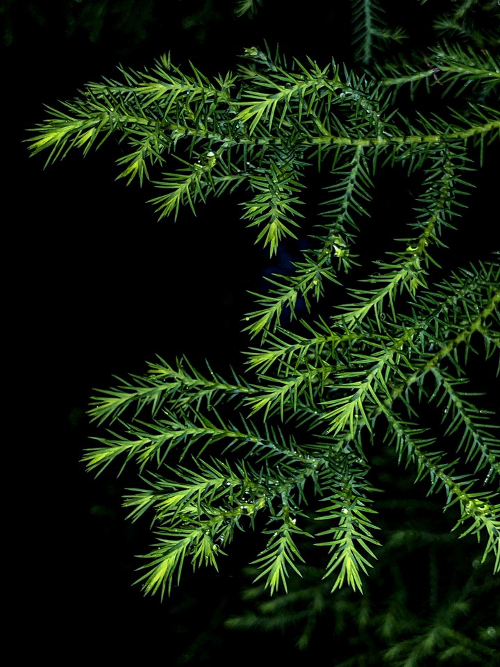 Rainy Fern