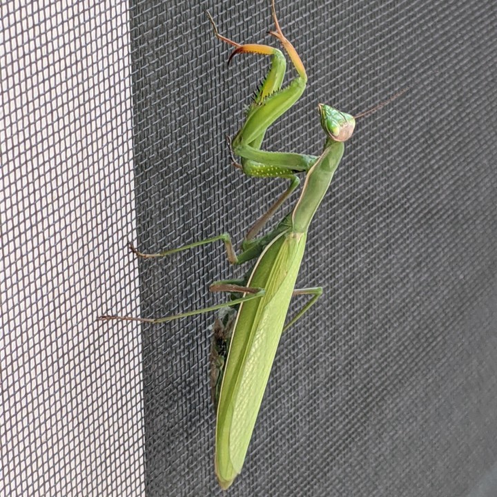 mantis