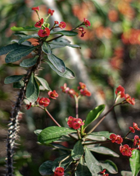 papéis de parede twig, plant