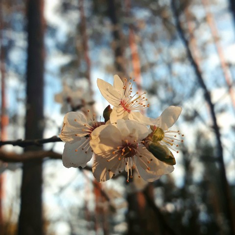 cheery blossom