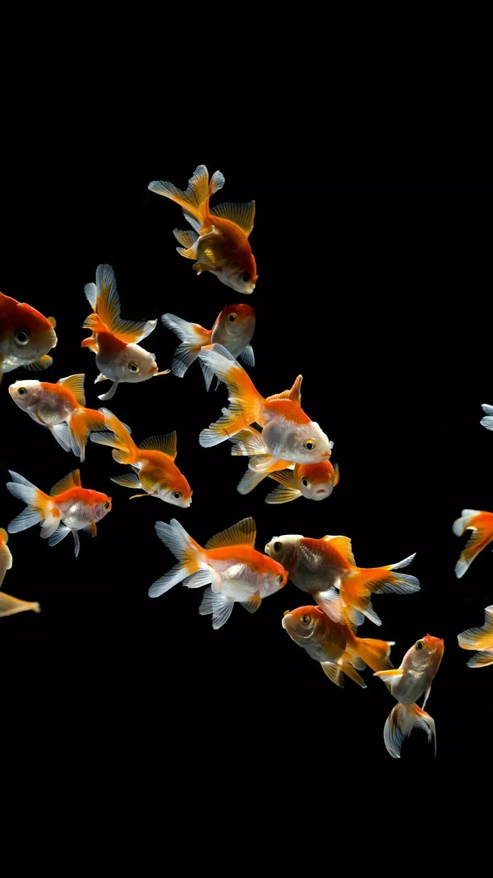 gold fish
