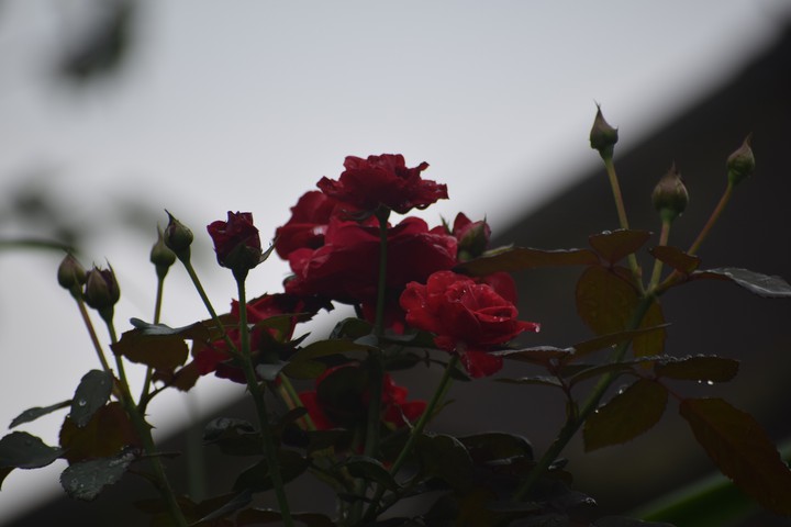 red roses
