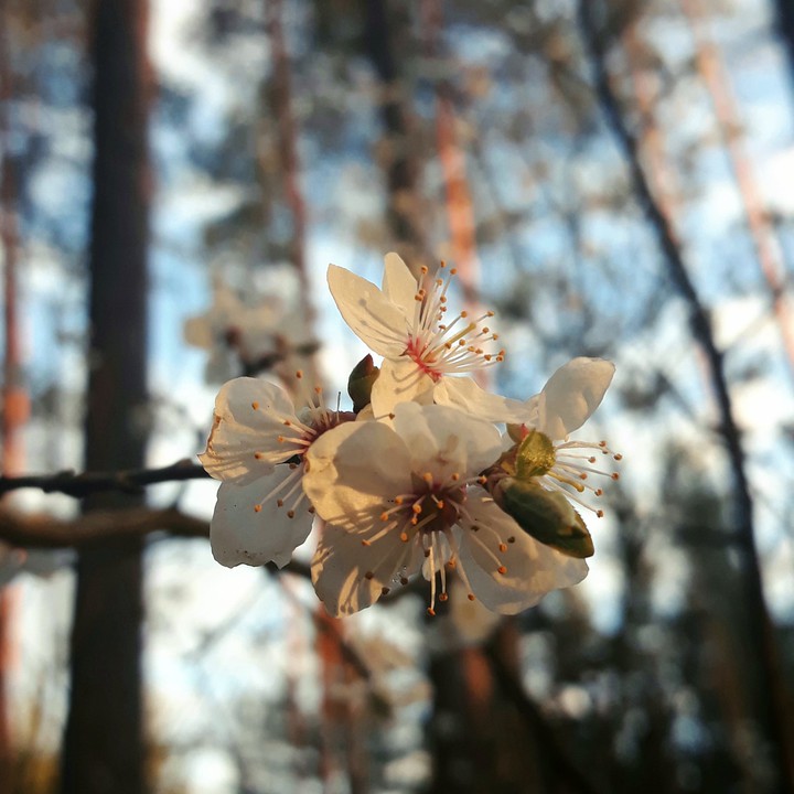 cheery blossom