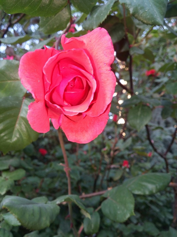 rose