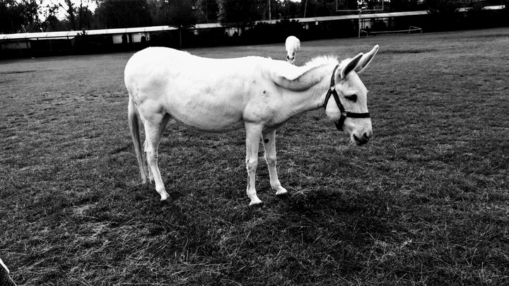 donkey