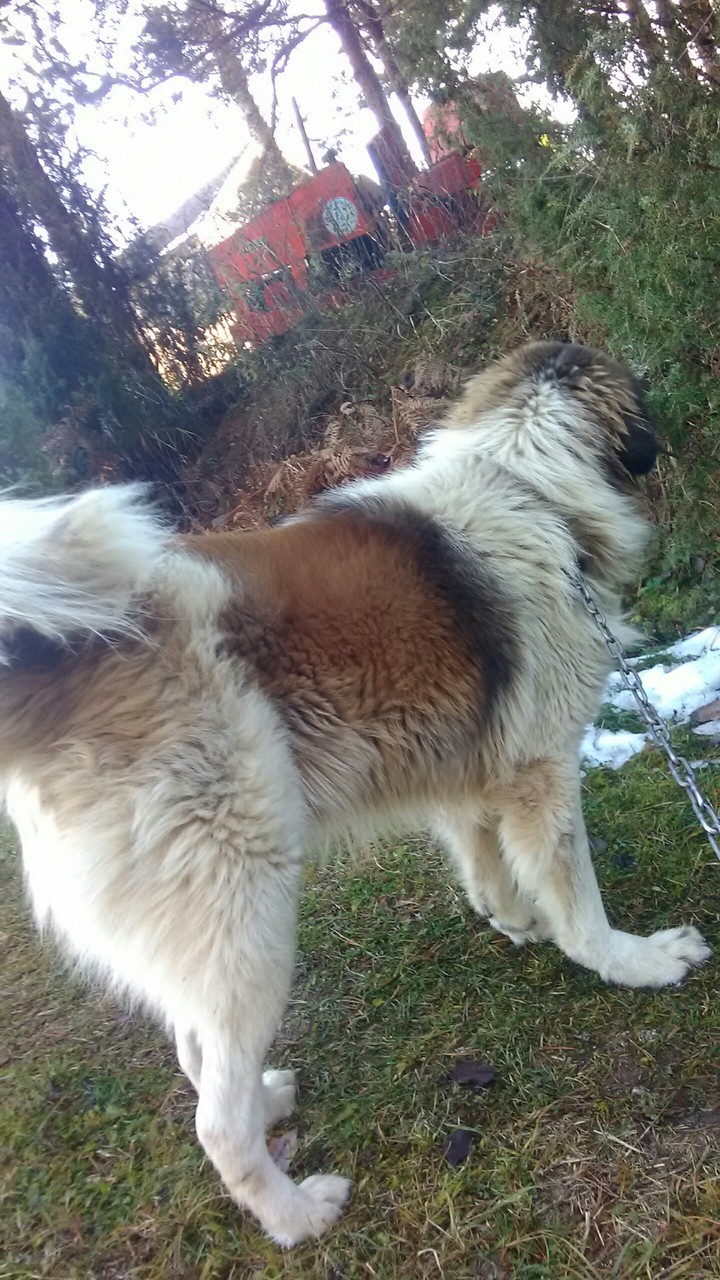 paša♥️