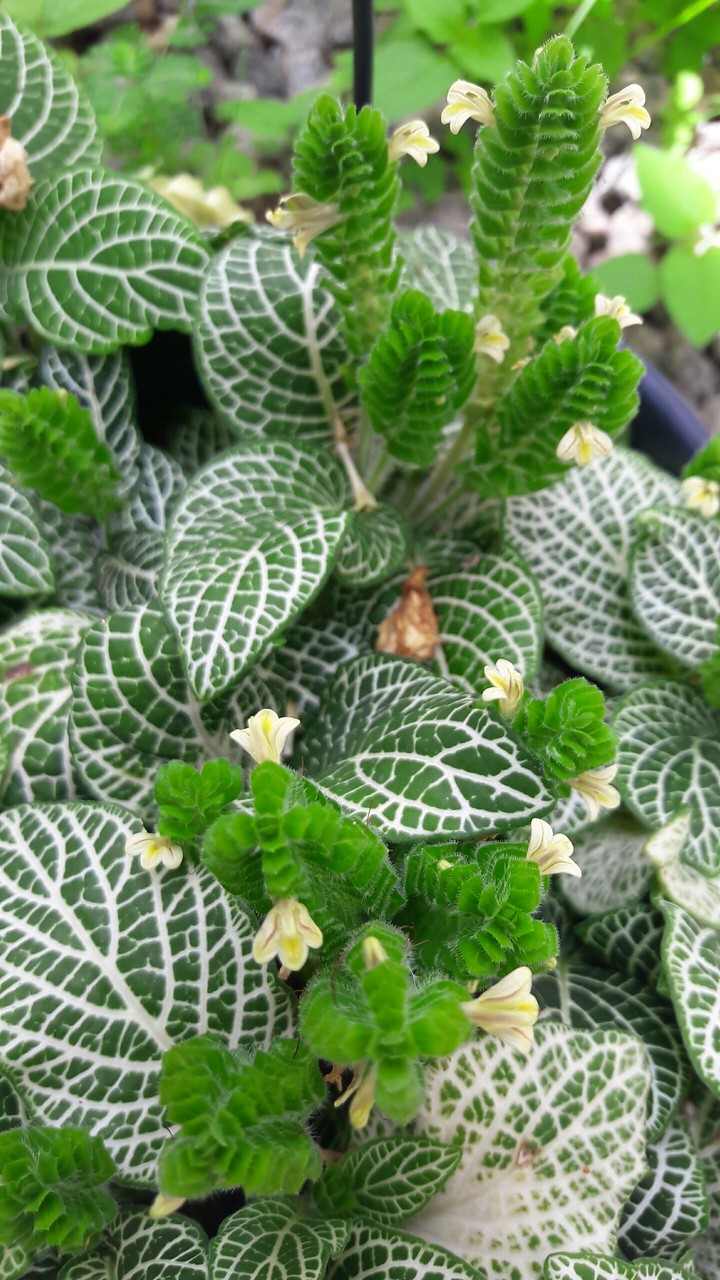 Plant
