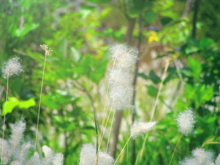 Dandelion