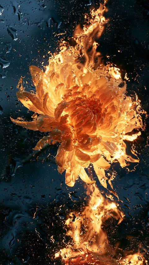 sfondi rose, Orange