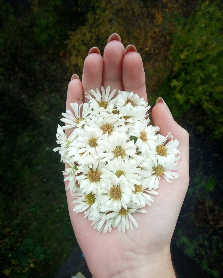 Beauty in simple things