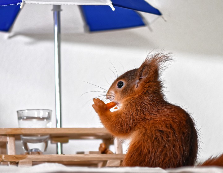 food lover