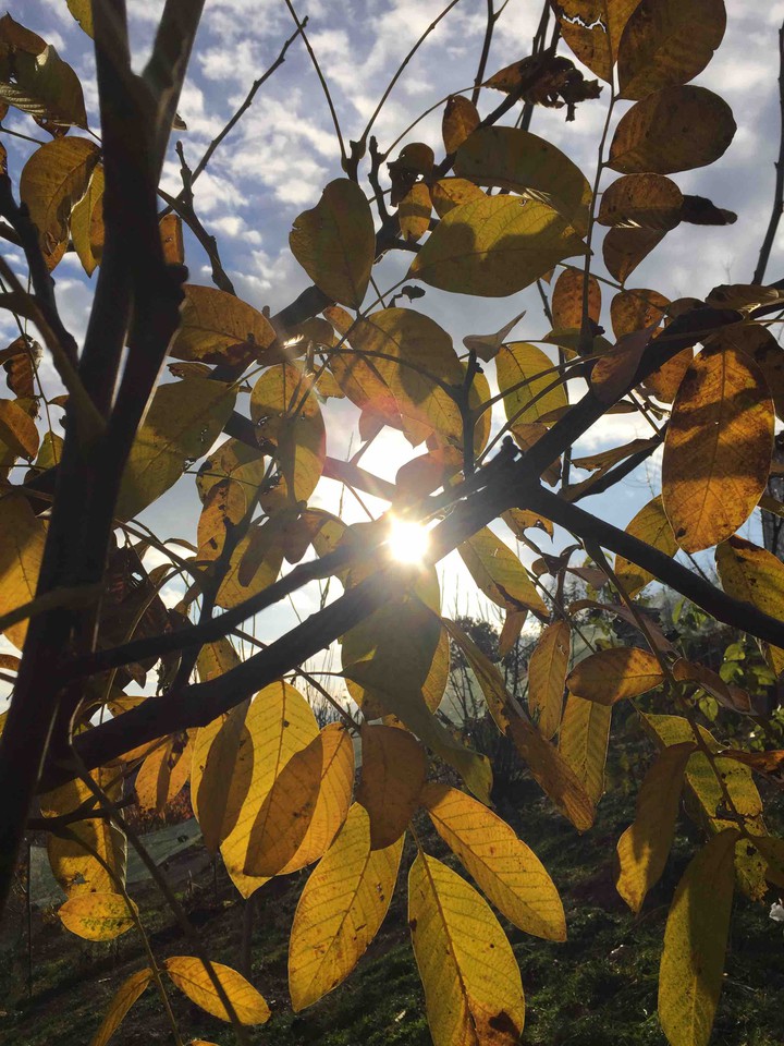 sun