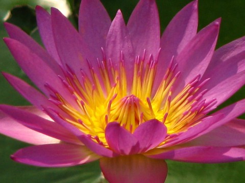 Lotus