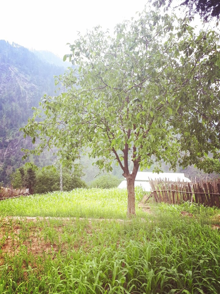 Kashmir Pakistan