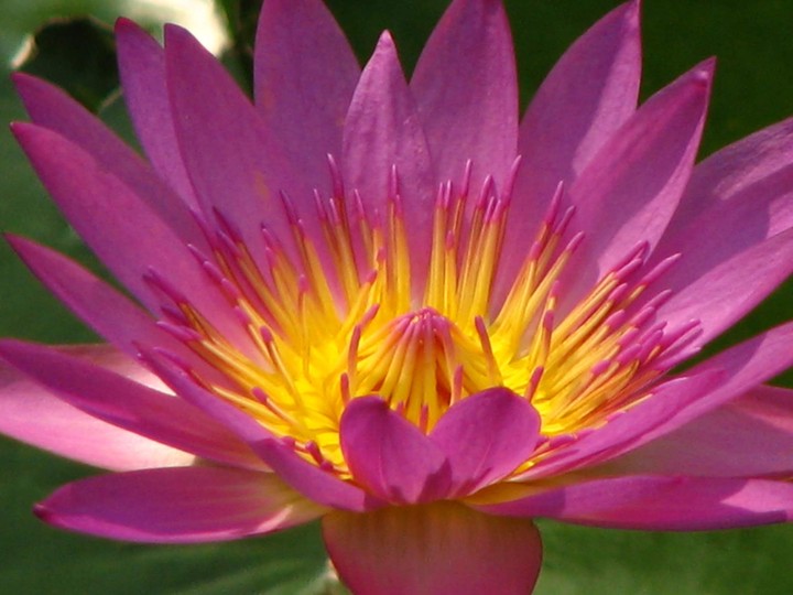 Lotus