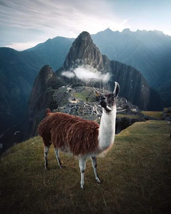 Lama
