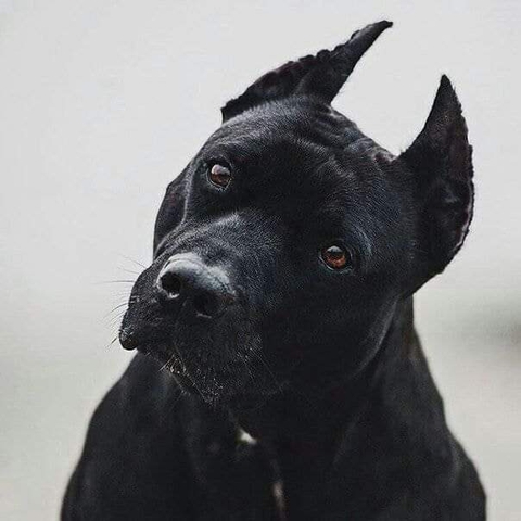 papéis de parede dog, vertebrate