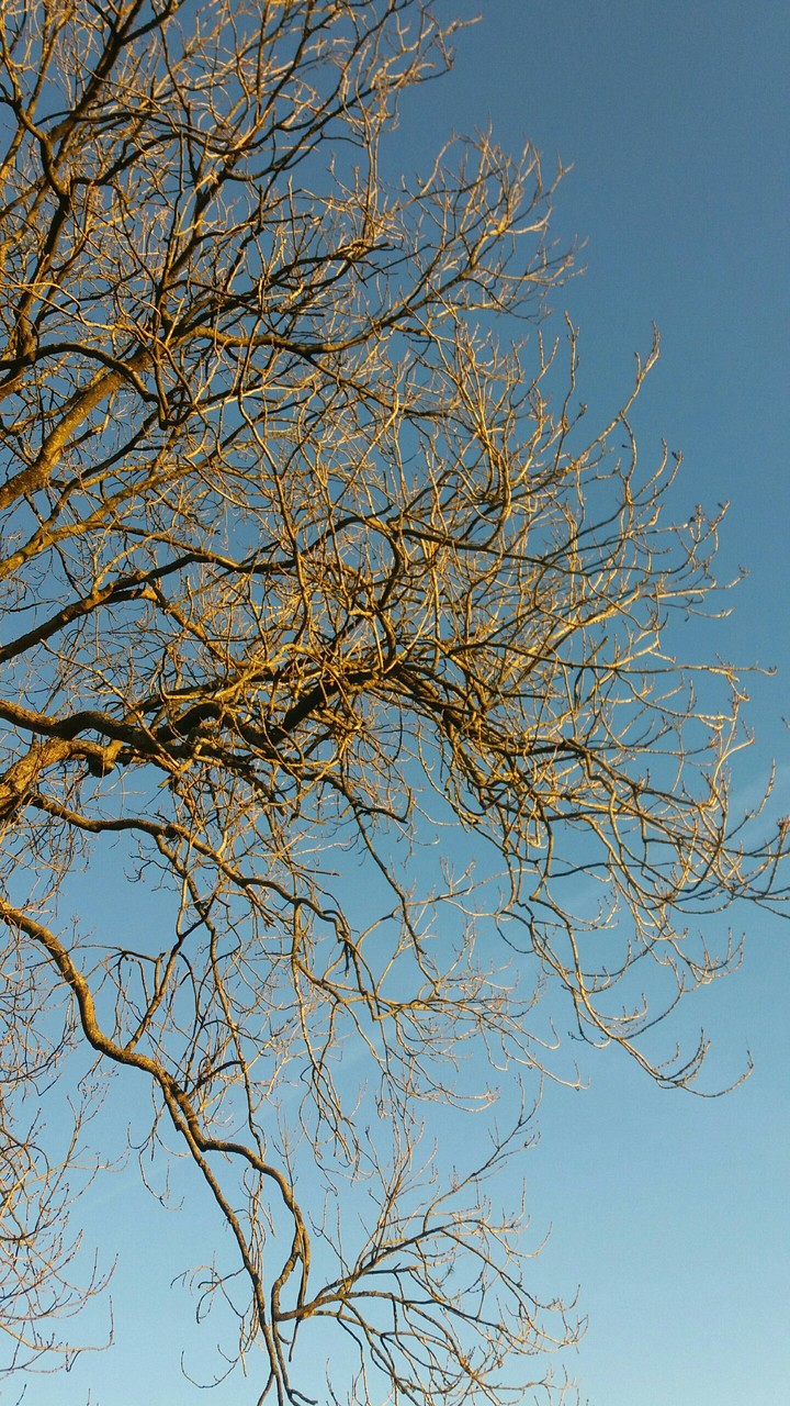 arbre
