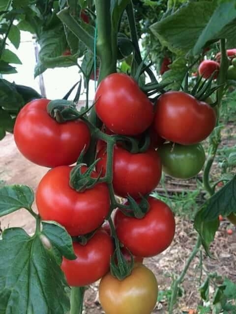 tomato
