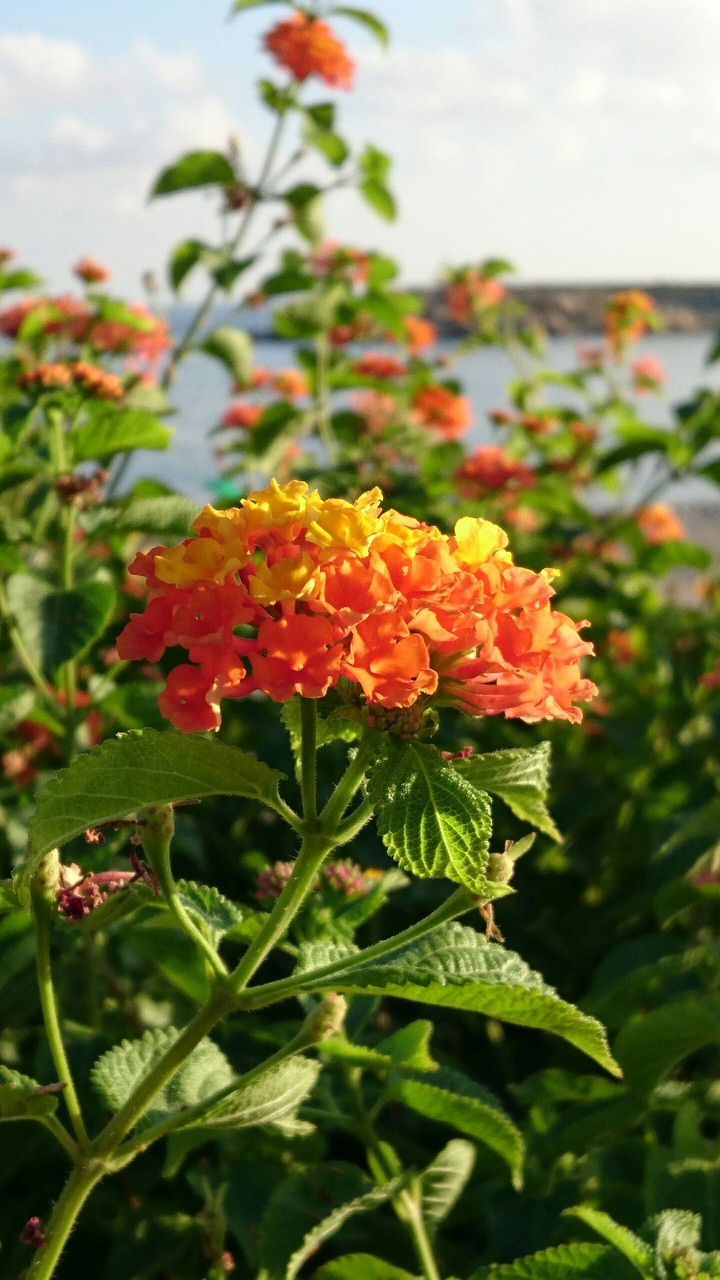 plant