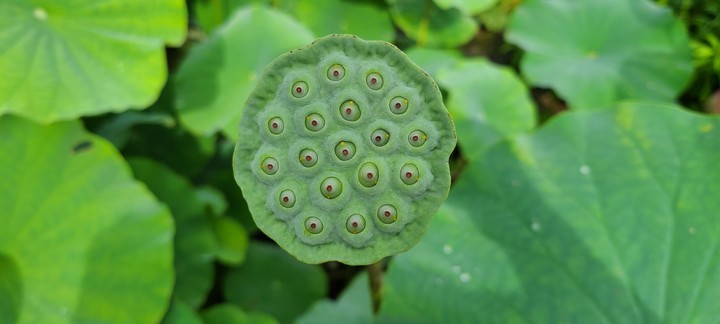 연방