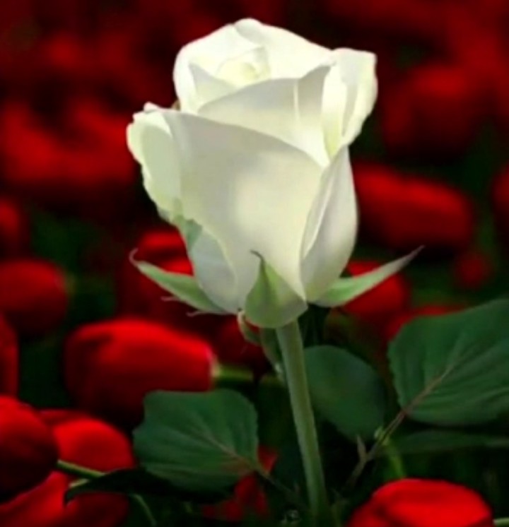 white rose