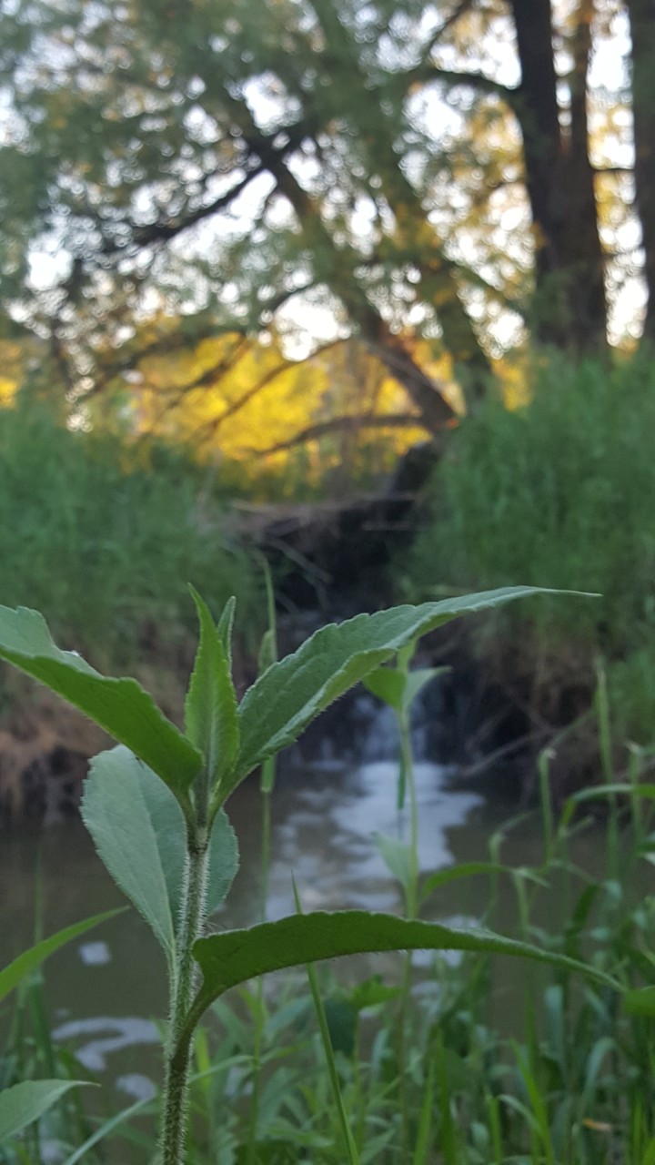 The peace of nature