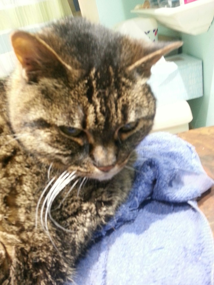 Kitty