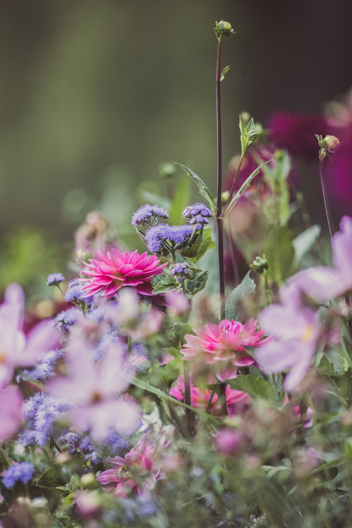 flowers