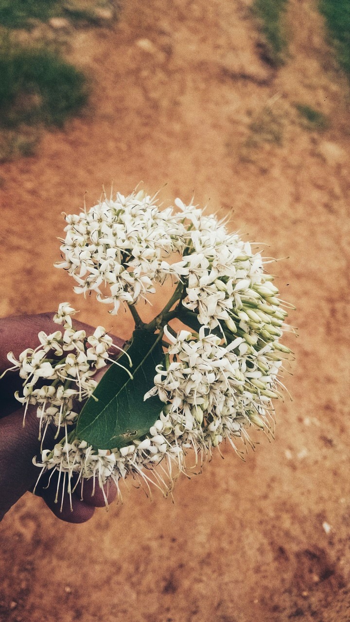 flower