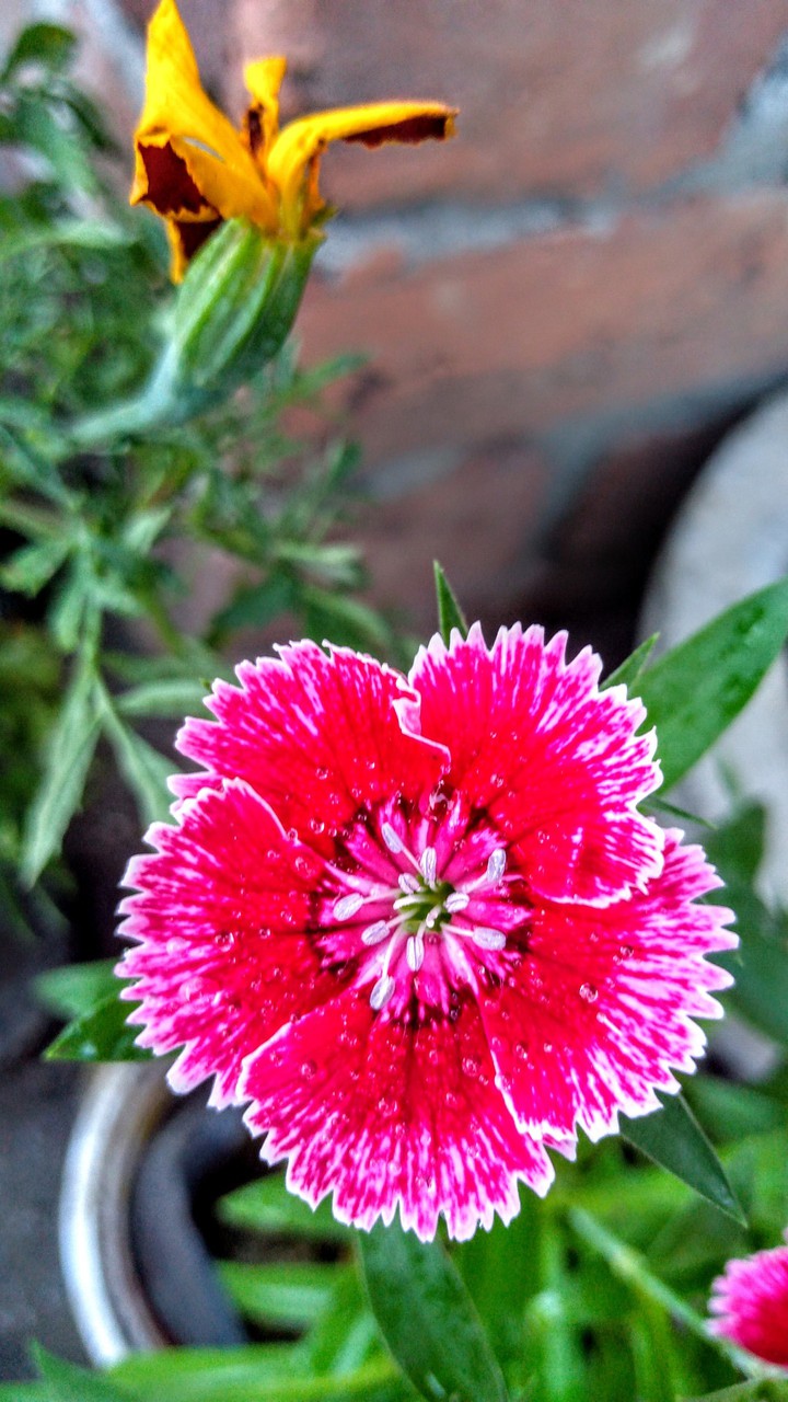 flower