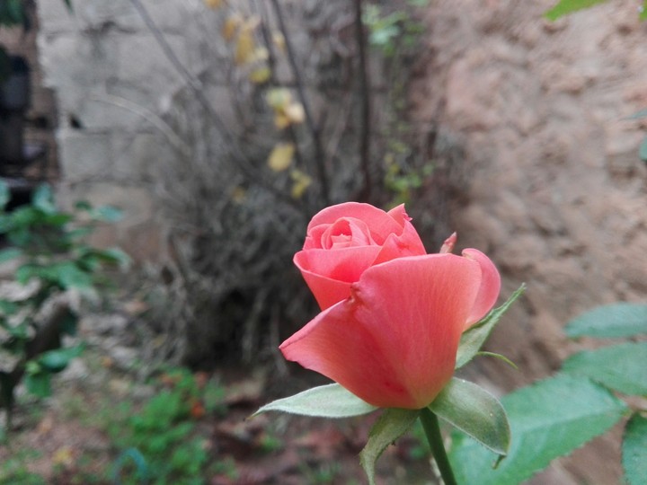 pink flower