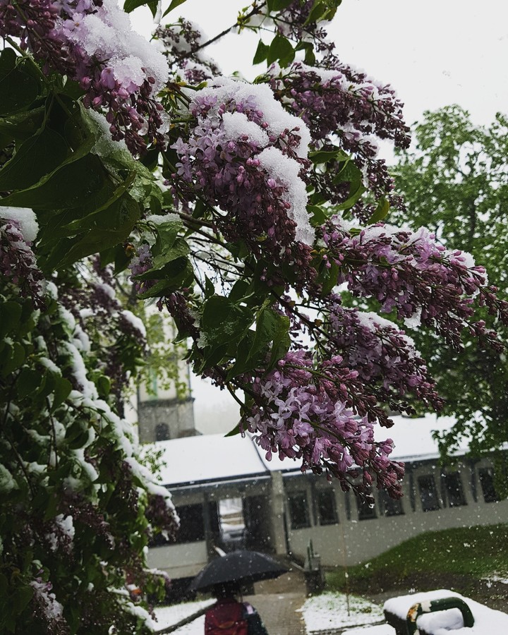 Just 2017's spring... 
