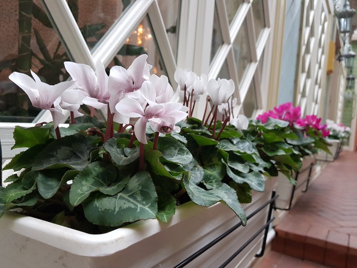 Flowers