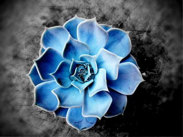flower in the dark