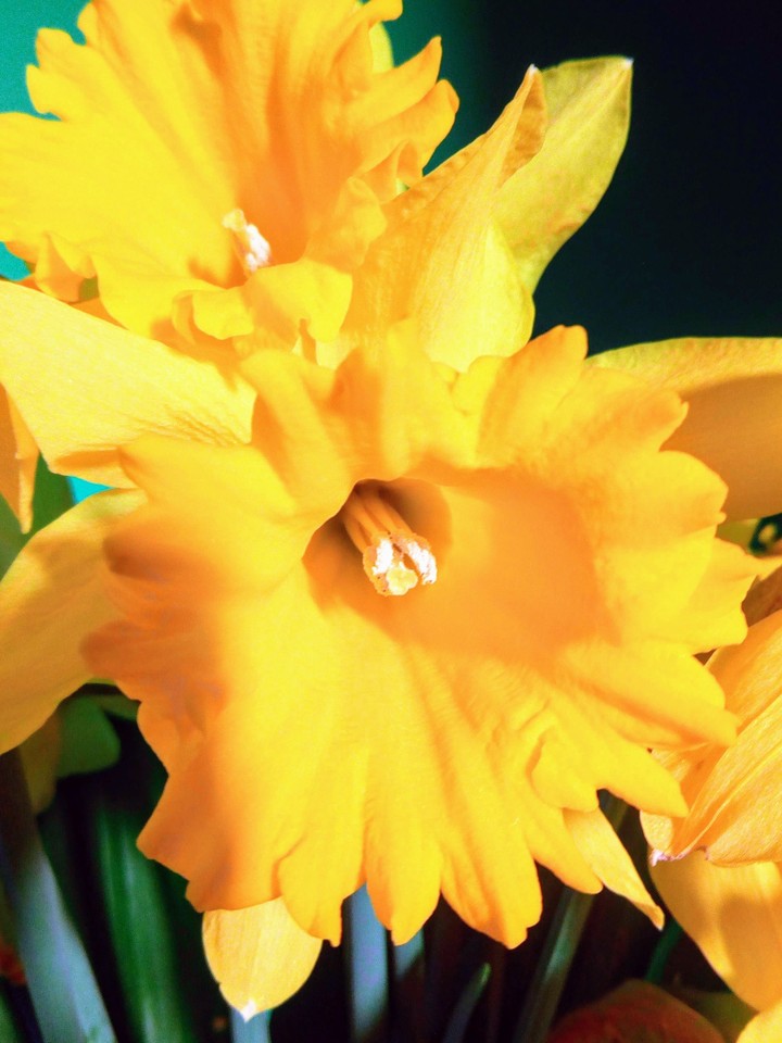 Narciso