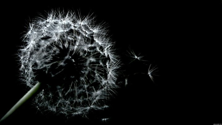 dandelion