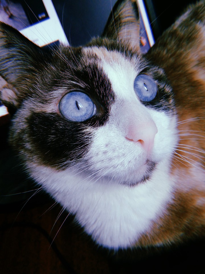 my cat, моя кошка